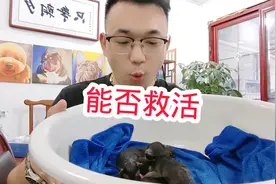 猫妈妈抛弃小蓝猫，小蓝猫饿的哇哇乱叫，主人于心不忍视频封面