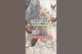 当鸡有了寄生虫，就等于慢性死亡 #鸡鸭鹅养殖#养鸡#养鸡人#养鸡小妙招#三农视频封面