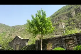 目的地：药师寺，进房山需要办理进京证，那只有20的车位费，没有门票，可以吃斋饭随喜。上山累了，下山有咖啡，咖啡和茶都可以随喜，免费抄经。今天有幸赶上了法会，跟着师傅们做功课，听经文，感恩🙏🙏🙏静下来感受世界，静下心来体会人生过往，凡事静下来，难题会迎刃而解，一切都是泡影，活在当下，感受快乐#药师寺 #旅游推荐官 #小众旅游打卡景点 #旅游vlog #好在我苦中作乐视频封面
