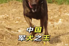 你知道中国军犬之王吗 #狗 #狗狗 #军犬 #警犬 #昆明犬视频封面