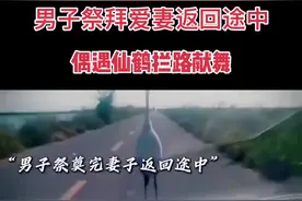 男子祭拜亡妻返回途中遇到仙鹤拦路献舞#万万没想到 #爱恨就在眨眼之间 #天人永隔 #泪奔瞬间 #错过了就是一辈子视频封面