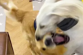 很多人想知道小尖嘴是怎么戳狗的 #金毛#陕西细犬  #萌宠日常记录视频封面