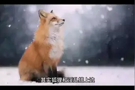狐仙娘娘