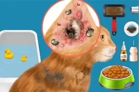 流浪猫被主人遗弃，医生第一视角清理“蜱虫”，过程解压又暖心！