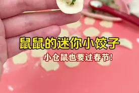 给鼠鼠做迷你小饺子啦！#仓鼠 #金丝熊