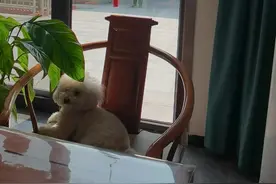 有情有义的孝子啊😂这条街最靓的仔～刘三爷！