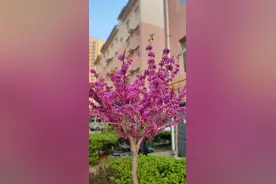 与周武王姬发对话  老年大学设了一个“话说诸城”班，顾名思义，主要讲述诸城历史文化，由诸城市摄影家协会副主席、诸城市古遗文化研究会副会长郝敬友老师创办，期间邀请我去讲一堂传统文化课，思考再三，我准备讲一下“诸城优秀传统文化溯源”，在备课期间，我系统地整理了一下关于东夷文化、华夏文化、琅琊文化和周王朝以及其封国齐国、鲁国文化与诸城有关的一些资料，不知是感应还是其他，这期间奇事频发，先是有舜的父亲瞽叟和弟弟象前来叙事，象力大无穷，强壮威猛，而舜长相斯文，并不象现在的人们凭借想象做的塑像，相反弟弟象倒是有点像现在舜的塑像模样。象解释说“日以杀舜为事”不是事实，是源于舜的继母、象的生母挑唆象，限制舜，因为舜聪明智慧而又勤劳孝顺，想培养象超过舜，接班瞽叟成为首领，而最终发现舜不可超越，便放下心思，忠实成为舜的助手，听候舜的调遣。其所作所为并非是想置舜于死地。而瞽叟，是其父外号，用现在的话说就是一个瞎老头，真名象首，就像其名字一样，象首高大威猛，而且是部落首领，因为眼睛奇特，不怕风沙，并且睁眼下河浑水拿鱼，时间长了眼睛感染失明，人们称其“瞽叟”。而象首眼睛奇特，儿子舜的眼睛也是与众不同，双瞳，名字重华，也是奇人必有异象，由此看，舜的眼睛是双瞳，与父亲象首的眼睛特异有很大的关系。      今天上午，开车回家时，爱人打哈欠，我问有师父来了？爱人说云山老母和姬发来了。     云山老母是谁？师父说云山老母和云山大帝是天神，主管计算、计数，而周武王姬发是云山老母的徒弟。这几天因为研究周礼和周王朝文化，谈论姬发周武王、周成王以及周公旦的话题较多，不知道是否因为这个原因。我问姬发，史书上只记载了他公元前1043年驾崩，至于出生日期，无从考证。他说活了三十多岁，我问具体多少岁？他说，他三十八岁时去世，往前推的话，应该是公元前1080年出生。      我搜了一下百度，有的资料说活了54岁，有的说活了93岁。关于93岁的说法不太成立，因为儿子周成王年幼时武王驾崩，显然如果93岁的话与幼子继位不合常理。所以专家认为三四十岁比较符合，但只是猜测，并没有文字记载，有人提出54岁说获得多数专家认可。 #诸城 #周王朝#姬发#封神榜#周礼