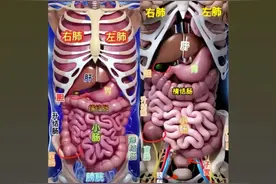 #医学科普 心肝脾肺肾一目了然#科普 #看图说话 #人体结构视频封面