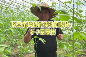 秋豆角什么时间种植最好呢#豆角种植 #农业种植视频封面