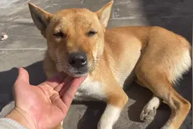 大黄长得很好看，结果它的孩子一个比一个搞笑！#中华田园犬