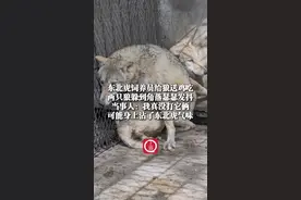 4月7日（采访时间），河南濮阳，#东北虎饲养员给狼送鸡吃两只狼瑟瑟发抖，当事人：我真没打它俩 可能身上沾了东北虎的气味（来源：@濮阳，娜娜姐）视频封面