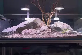 原生缸造景120鱼缸造景过程，分享给大家视频封面