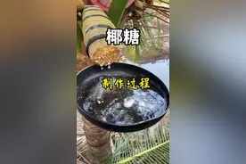 椰糖也叫棕榈糖、棕榈树糖，不仅椰子树，水椰子、椰枣树等很多棕榈植物的汁液都可以用来熬糖。#植物科普 #一日一植物 #椰子视频封面