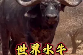 小陈用镜头，带大家去看世界水牛，你觉得哪个品种的水牛最强？#民族斗牛文化 #牛王争霸赛 #斗牛解说视频封面