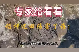 砖家给看看，稻杆还田伤害了谁？#三农 #农业种植 #水稻种植视频封面