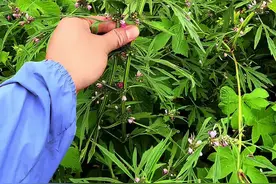 农村常见的益母草 这就是农村常见的益母草，它常常生长在农村的荒地和山坡上，在夏季花未全开的时候采收。#大自然的馈赠 #一日一植物 #益母草 @抖音短视频视频封面
