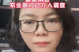 麦田铺红毯 举办观摩会 踩踏麦子，举办方回应已赔偿，最新消息农业部门已介入调查。举办方不因赔偿而免责#农业 #农村 #三农 #农民视频封面