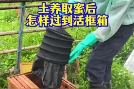 土养的蜜蜂取蜜后怎样过到活框蜂箱  #土养取蜜 #收蜂过箱