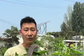 农村的一种有毒植物蓖麻 蓖麻”全株含有毒性，主要的毒性在“蓖麻籽”中，被人们称为“蓖麻毒素”。它是大戟科蓖麻属一年生或在热带属于多年生草本植物。#蓖麻 #蓖麻子 #你的家乡有这种植物吗