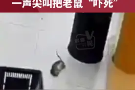 女子发现店内有老鼠窜过，一声尖叫把老鼠“吓死”视频封面