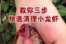 教你三步，快速清理小龙虾#小龙虾 #吃龙虾的季节视频封面