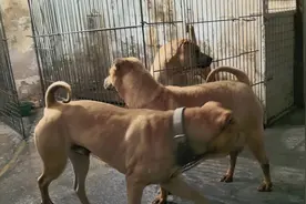 真的很般配的一对#养狗的乐趣 #中华田园犬 #双狗组合