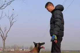 通人性的马犬，能够无障碍沟通 #万物皆有灵性 #创作者中心 #创作灵感 #马犬魅力 #狗子成精了视频封面