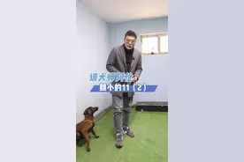 你家狗胆子小吗？#训犬师 #马犬 #养狗的乐趣 #萌宠 #铲屎官的乐趣