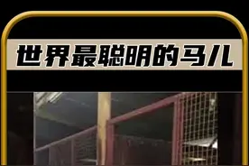这些马的智商超过了200