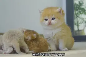 才三个月大的奶猫，却已经是四个孩子的妈了！天天照顾弟弟妹妹