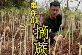 你看这满山遍野都是蕨菜、又肥又嫩、快出来摘蕨菜呀、太好玩了～ #蕨菜 #大自然的馈赠 #乡野春日地图 #尝一口春天的味道 #野菜视频封面