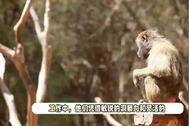 9月3日~9月21日，喜 事进家门的4 大 生 肖，双喜临门视频封面