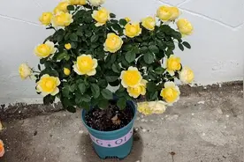 8月份使用洋葱水，能让你的月季不断生长根系强大