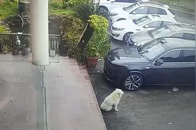 地震前小白跑了，鱼塘水很明显。视频封面