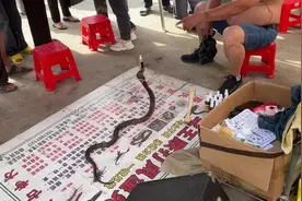 #中视频伙伴计划 跑江湖养蛇当宠物不咬人.农村镇上赶集看视频封面