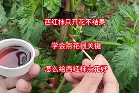 为啥有的西红柿需要点花？怎样点花好？这样做西红柿结的多个头大