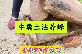 为什么牛粪里的蜂蜜就成了抢手货呢？ #土法养蜂 #土蜂蜜