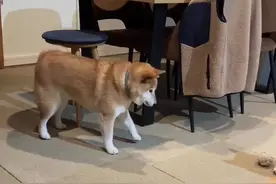 想要拿球又不敢，尾巴快摇出龙卷风🌪️了#和柴犬沟通的正确方式 #柴犬表情包 #愿每个小狗都能遇见好的主人 #谁能拒绝会旺财的修狗 #柴柴日常视频封面
