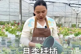 月季扦插，看这个视频你也能插活#月季 #月季扦插 #月季养护 #扦插月季方法 #月季繁殖视频封面