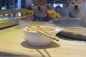 男子吃串串带俩狗子坐对面陪伴：它们不乱动，也不会接触餐具视频封面