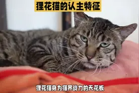 狸花猫的这几个行为，表示它已经承认你是它的主人了#猫咪视频封面