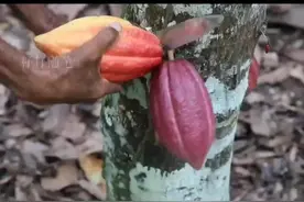 来学学用可可果制作巧克力的方法吧，学会了自己在家也能做#手工巧克力 #可可果变巧克力 #带你涨知识