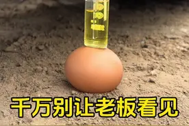 绝对是真鸡蛋#挖掘机 #高手在民间视频封面