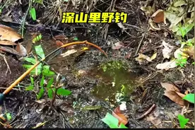 老表净搞些奇葩事，在深山小水坑里钓鱼，你觉得能钓到鱼吗#钓鱼视频封面
