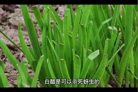 白醋是可以杀死蚜虫的。浓度大的醋3-5次就能解决掉蚜虫。