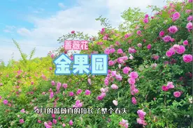 北碚金果园千米蔷薇花瀑布开啦，快来解锁春天的尾巴吧～视频封面