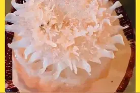 凉拌海蜇究竟是素菜还是荤菜 #神奇动物在抖音 #内容启发搜索 #海洋生物视频封面