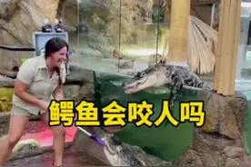 没想到饲养员给鳄鱼喂食会这么有趣，那么饲养员去抱鳄鱼会不会被咬呢？#鳄鱼 #动物 #科普#涨知识#动物园视频封面