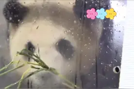 再看当初徐翔奶爸在机场接福宝的视频视频封面