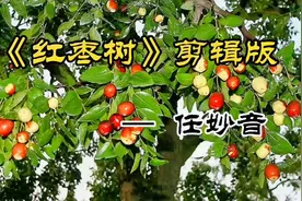 经典老歌《红枣树》是祁隆作词作曲,任妙音演唱的一首歌曲！